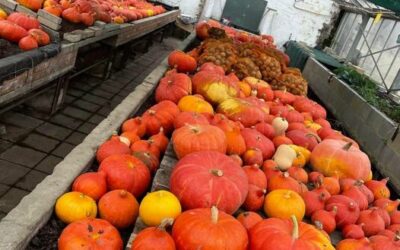 Les courges, plaisirs de l’automne!