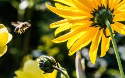 Exposition sur les abeilles jusqu’à fin août à Marcinelle