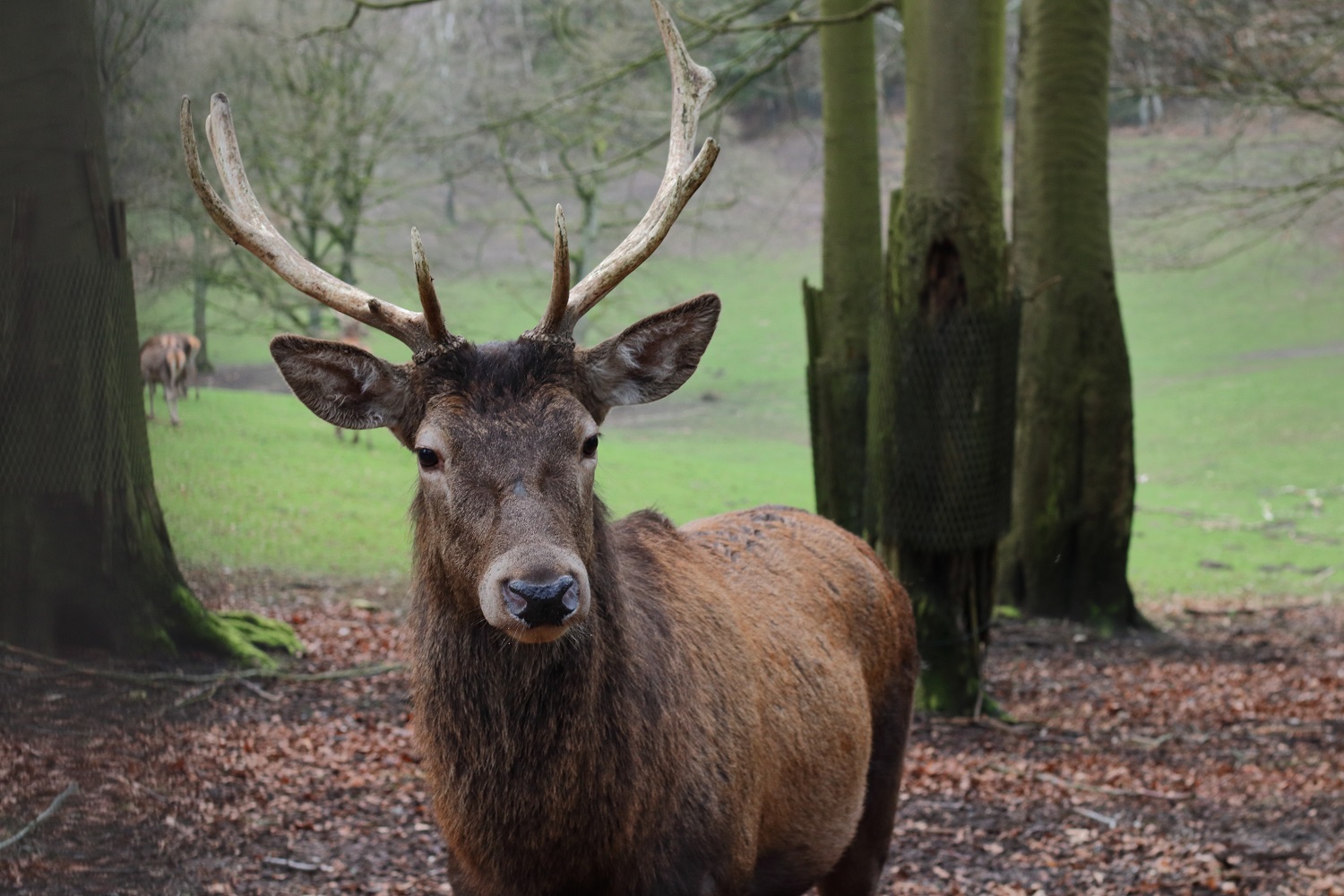 cerf-pexels-niklas-jeromin-3832008