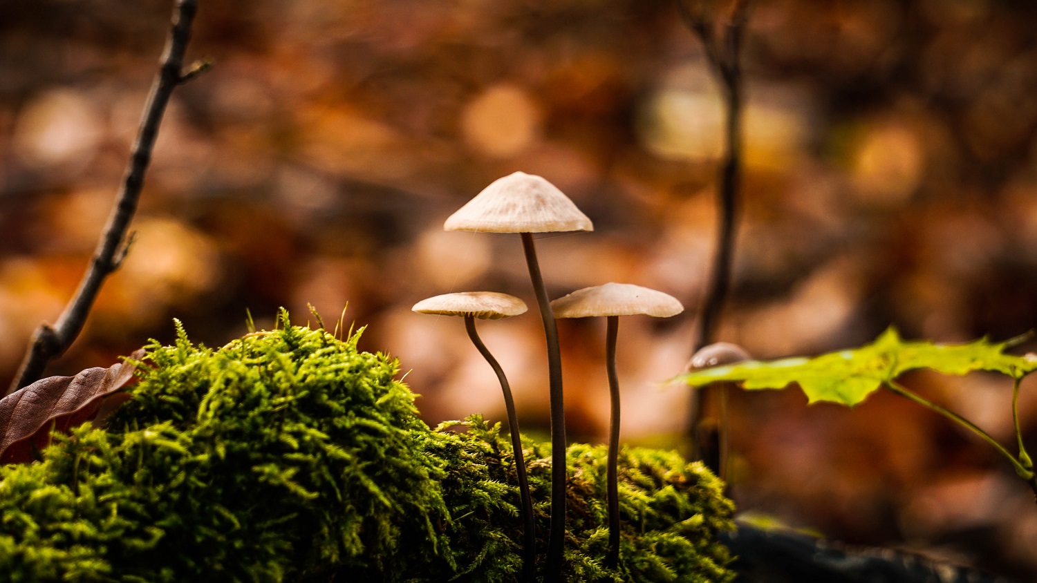 champi_web-pexels-patrick-schulze-7547229
