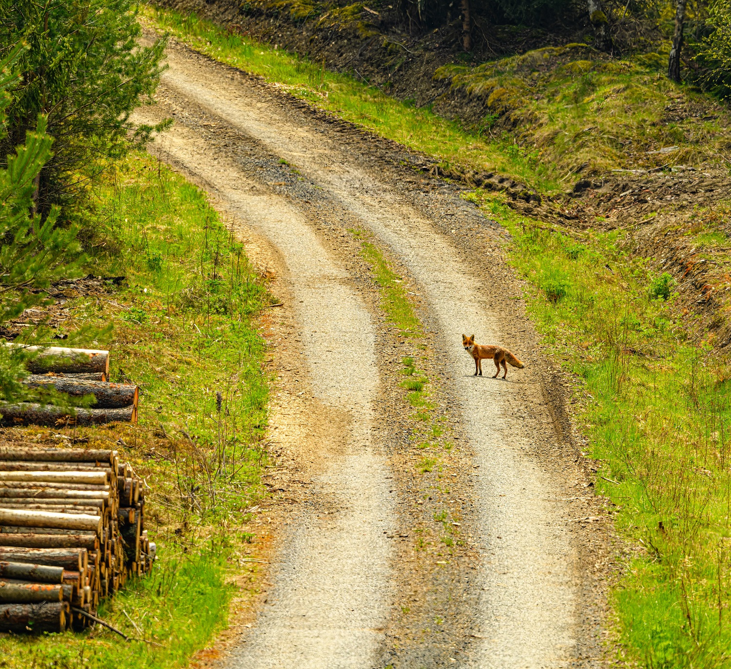 renard-pexels-petr-ganaj-17818789