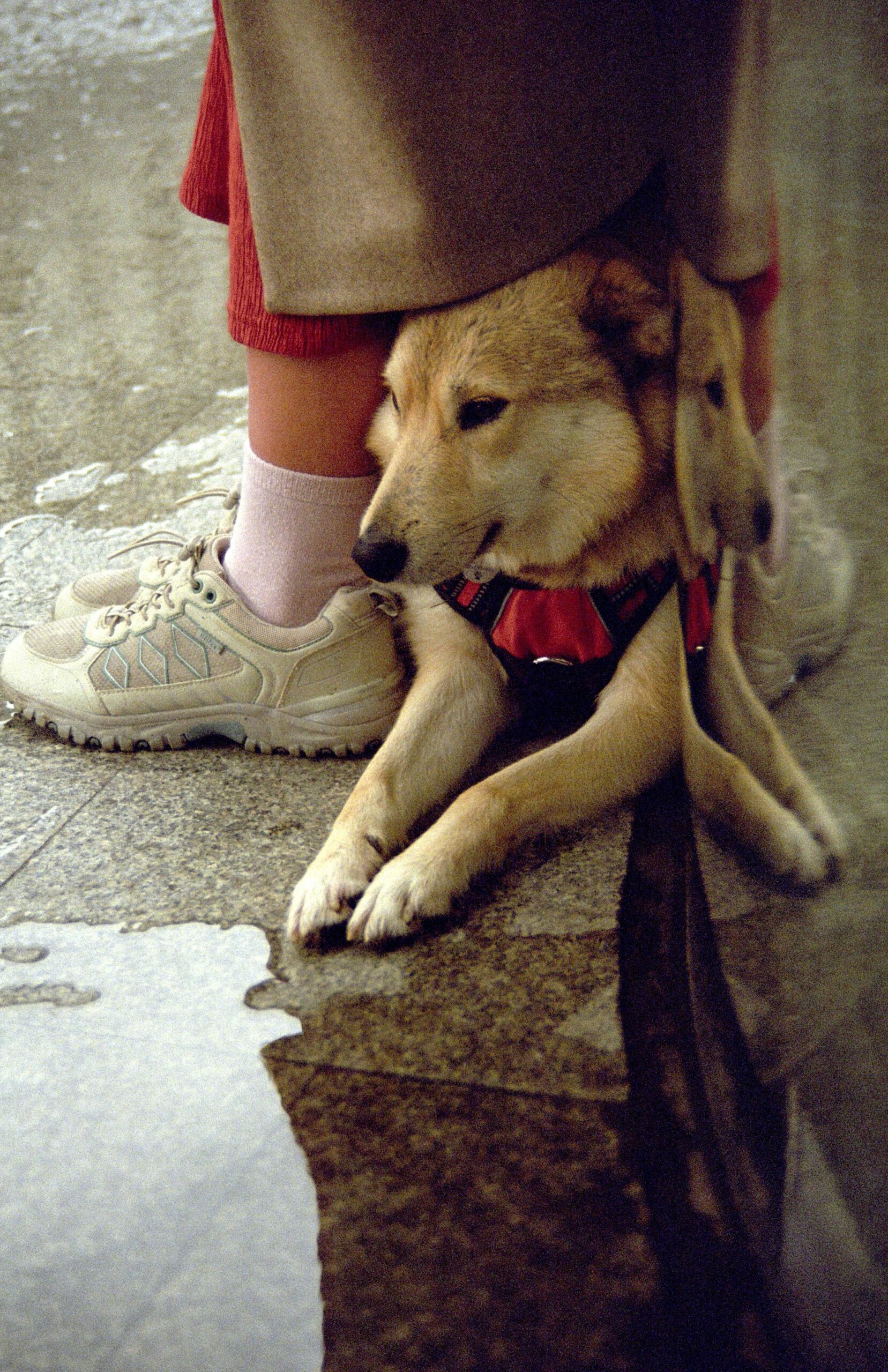 femme_sans-abri-et_un_chien-pexels